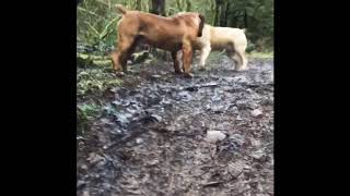 Barbarian Fury And Black Iron Gotti