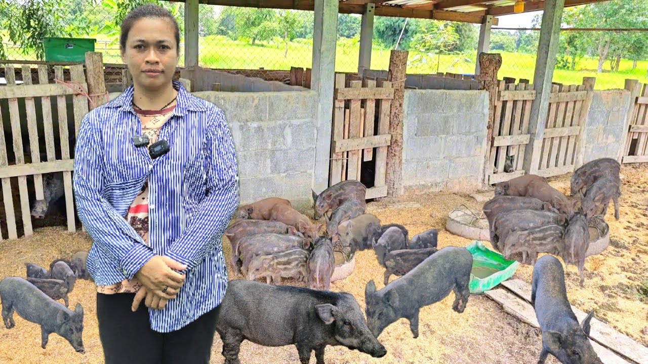 เลี้ยงหมูป่าหมูดำหมูลูกผสมกลางทุ่งนาแบบสบายใจ!!ไร้เสียงไร้กลิ่นเลี้ยงแบบบ้านๆก็มีรายได้ตลอดปี