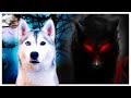 Spooky Ghost Story Freaks Out My Husky! (I can’t believe her reaction!)