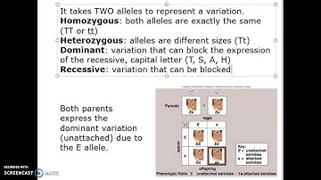 Mendalian Patterns of Inheritance Part 1 Bio 101