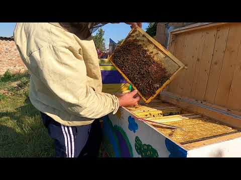 Вулик лежак не для медосборів з соняшника  Бджільництво для початківців