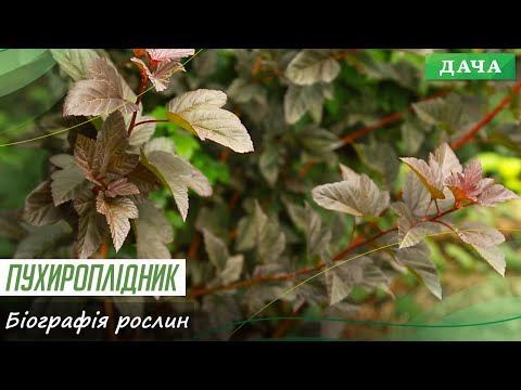 Пухироплідник. Сорти Пухироплідника.