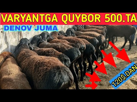 Video: Puas yog tag nrho 209 tus primers zoo ib yam?