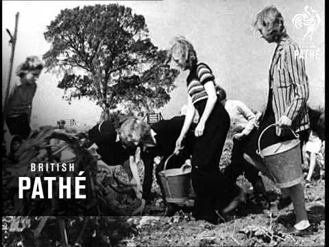Potato Turn Up - Scottish Children Dig Potatoes (1945)