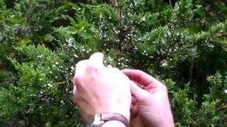 Foraging Edible Plants - Gathering Eastern Red Cedar (Berries) for Apothecary | Wild Food