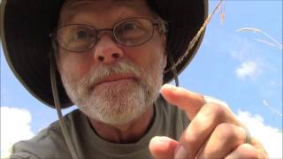 Orb Weavers; Bob Strikes Gold! Part 2