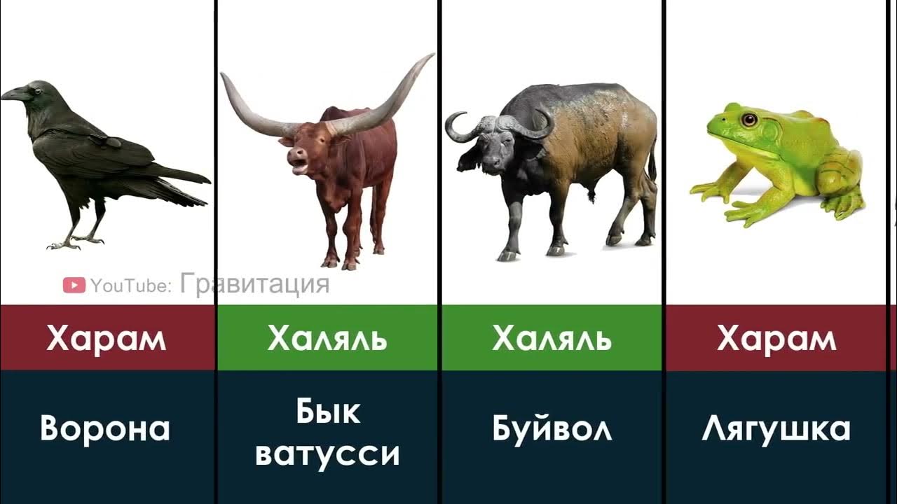 Халяль и Харам мяса животных в Исламе - YouTube