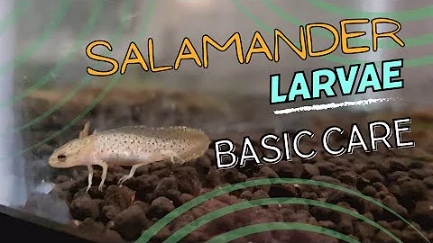 Salamander Larvae: A Basic Care Guide