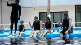 Swimming With Dolphins At Dolphin World Pattya Thailand