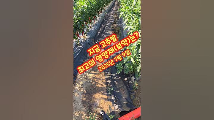 고추밭 최고의 영양제는 뭘까요 고온 가뭄 물부족 괴산청결고추 충북 괴산 풀뿌리농장 #shorts