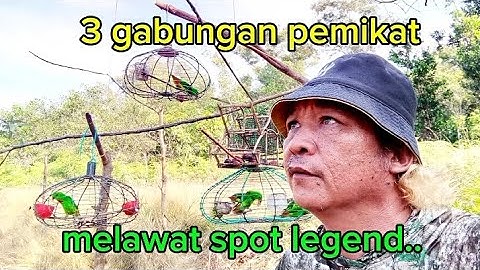 dengan cara ini_serindit spot legend tumpas tompinai..