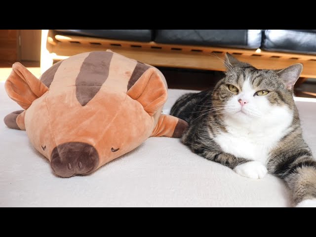 イノシシを癒すねこ。-Maru heals the boar.-