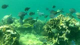 The Amazing Underwater World Of Bocas Del Toro, Panama