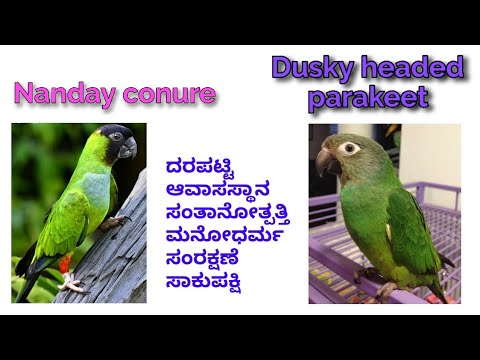 Nanday conure and Dusky headed conure price list & facts in Kannada.