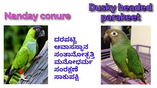 Nanday conure and Dusky headed conure price list & facts in Kannada.