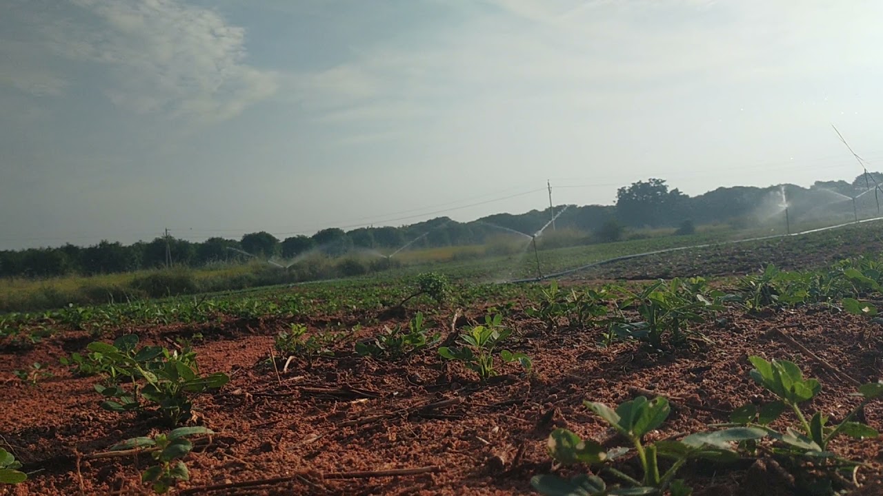 Irrigation of peanut crop by spinkelrs || 