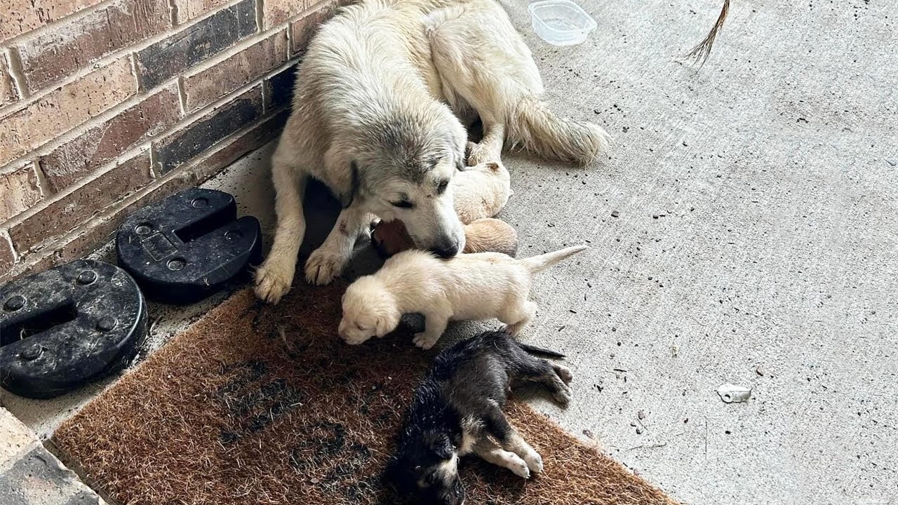 Stray Mama Dog Brought Her SIX Injured Puppies to Someone’s Doorstep ...