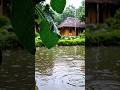 Rain 🌧️Village 🌳 Peaceful vibes ☘️ #relaxing #villagelife #rain