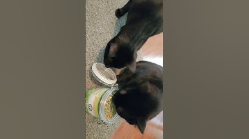 cats love catnip #catnip #cats #catvideos #cat #blackcat #catlover