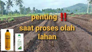 Don't take it lightly! Providing basic fertilizer for chili plants || Chili temperature @MitraBer...