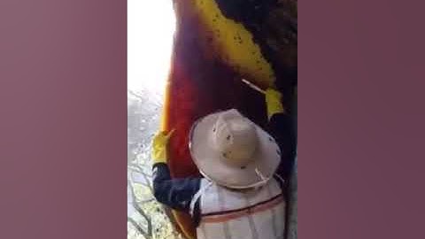 سورة النحل تلاوة خاشعة