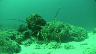 Marine Life Vlog - Caribbean Spiny Lobster