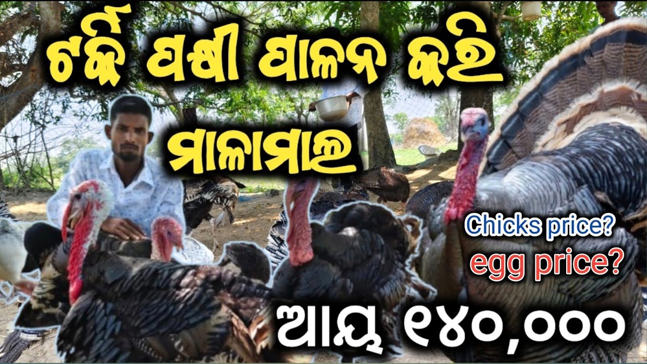 🦃ଟର୍କି ପକ୍ଷୀ ପାଳନ କରି ମାଳାମାଲ ଆୟ କରୁଛନ୍ତି ଟ.୧୪0,000 ଙ୍କା/Successful turkey farmer 