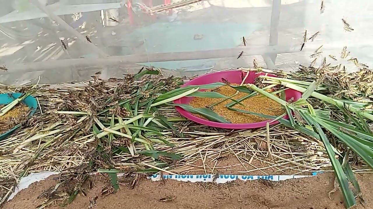 កណ្តូបគ្រប់អាយុល្មមហូបហើយ🦗🦗🦗🦗 