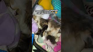 Bobo Pules Ala Majikan  kucingku catlover tidursiang tingkahlucukucingcatshorts cats