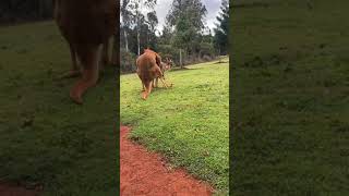 Kangaroos mating to music