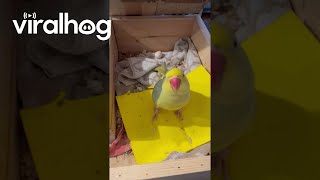 Indian Ringneck Parrots Are Going to Be Parents || ViralHog