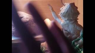 Celebrity This Bearded Dragons Waved Back When There's A Man Wave To Him Wealth