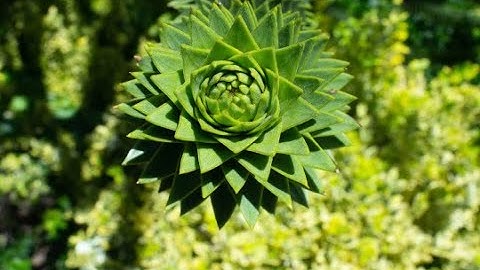 Hidden Patterns Of Mathematics In Nature