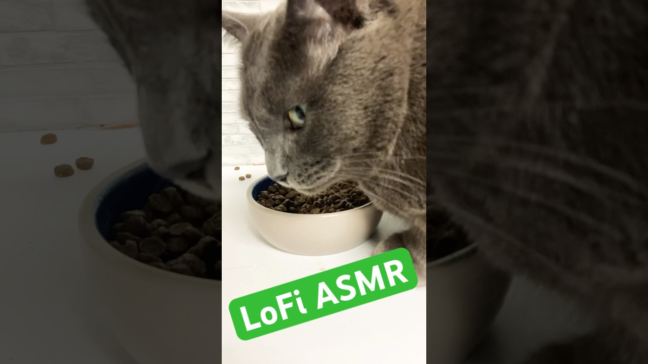 LoFi ASMR | Adorable grey cat eating his dry kibble (no talking) (feat. Kiki the cat)
