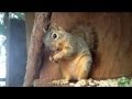 Claire, squirrel in pre-release