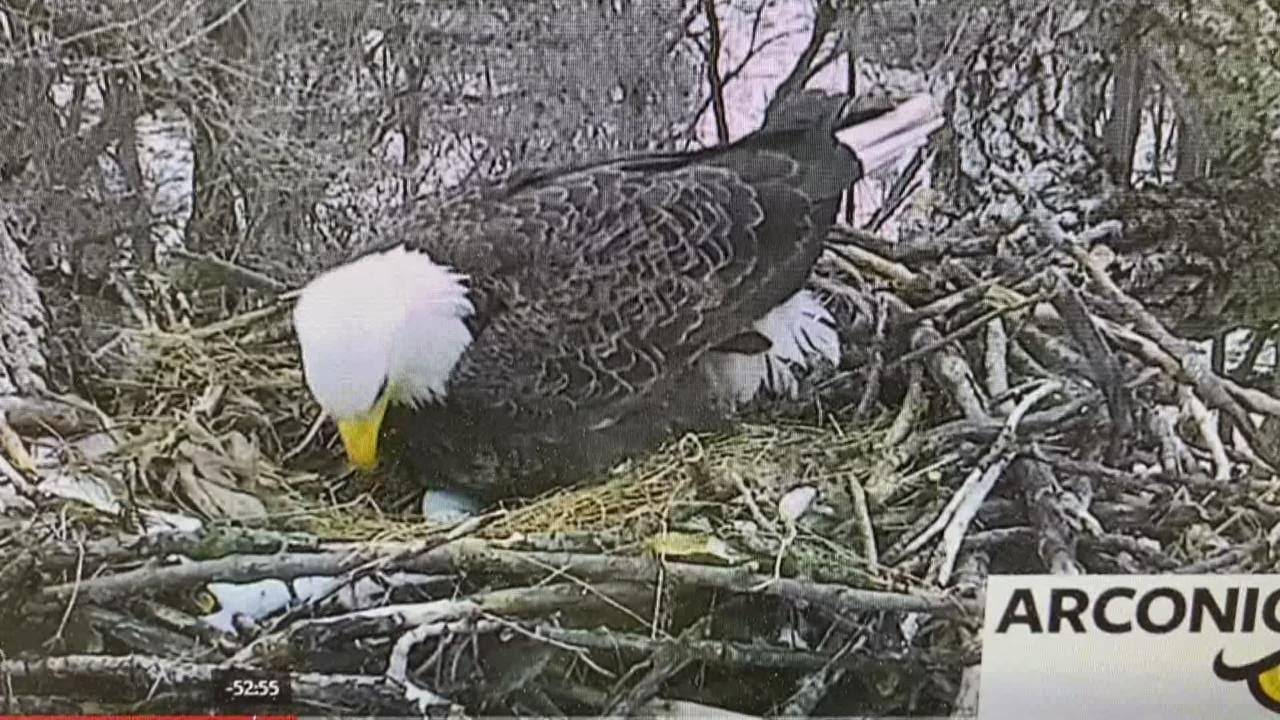 Arconic eagles have two eggs in the nest - YouTube