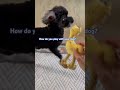 How do you play with your dog? #dogshorts #doggielife #dog #doglove #shortsfeed #tiktok #fyp #fypシ