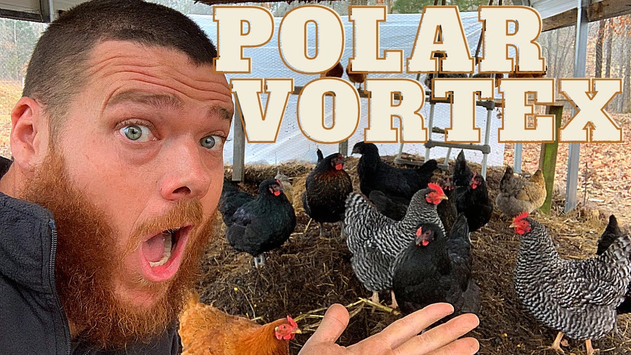 Chicken polar patcher. My chicken.