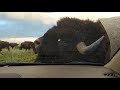 Buffalo vs Car Encounter at Rocky Mountain Arsenal National Wildlife Refuge - Denver, Colorado