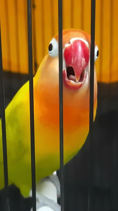 Pancingan Suara lovebird Ngetik Sambung ngekek ....