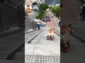 Dog skating in stairs #dogskateboarding #shorts #trendingshorts #toptrending