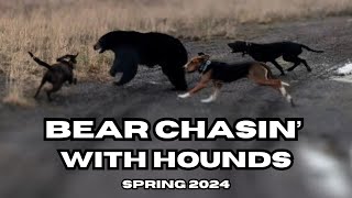 UP CLOSE FOOTAGE! 2 Days of Bear Chasin’ with Hounds - Spring 2024