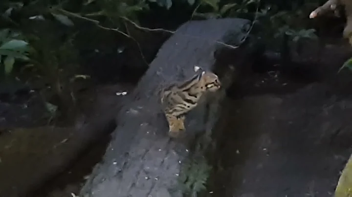 Video 3193481: leopard cat wild, chinese leopard