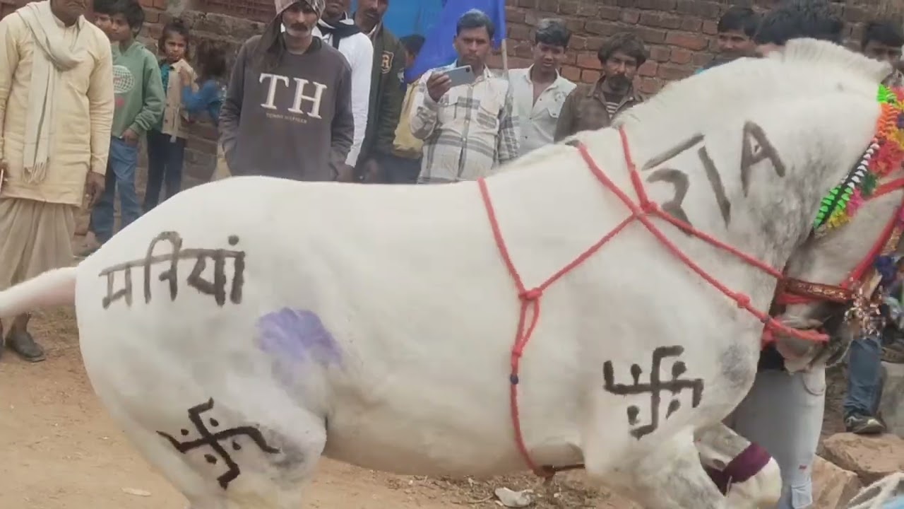 #बुन्देलखण्ड घोड़ा नृत्य शानदार घोड़ा नृत्य ग्राम दलपतपुरा रविदास जयंती में ♥️💛💙❣️🚩