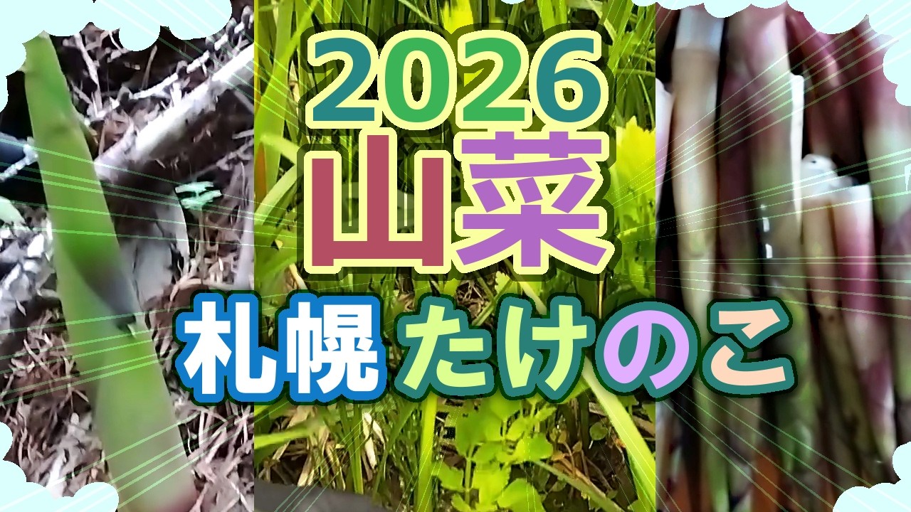 ぼーちゃん タケノコ予約 May: Going to Sapporo, Hokkaido to pick bamboo shoots (May 17
