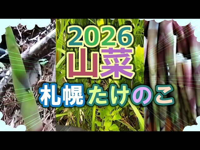 May: Going to Sapporo, Hokkaido to pick bamboo shoots (May 17