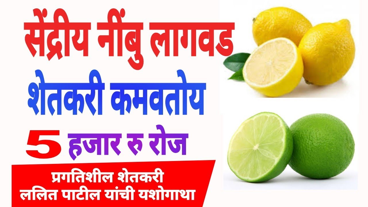 lemon farming nimbu farming(नींबू उत्पादन)
