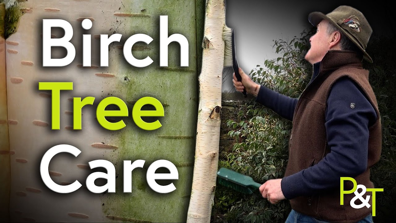 Birch Tree Care - Pots & Trowels