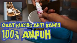 CARA MENGATASI KUCING BIRAHI TANPA KAWIN ? OBAT KUCING PALING AMPUH MENGATASI KUCING BIRAHI, CIBICAT