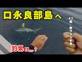 【悲報】秘境口永良部島まで遠征した結果、現れたのは「海のギャング」でした、、、